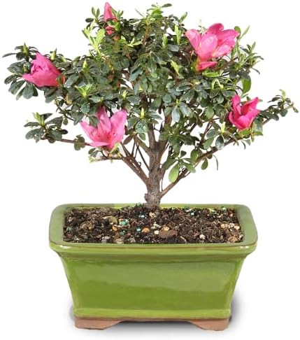 Brussel's Bonsai - Small Satsuki Azalea Live Bonsai Tree, Potted Outdoor Plant by BrusselsBonsai