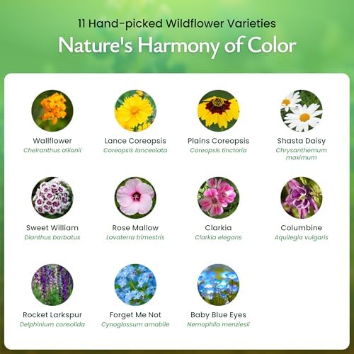 Partial Shade Wildflower Seed Mix, 37,000 Seeds, Covers 300 Sq Ft - Image 3