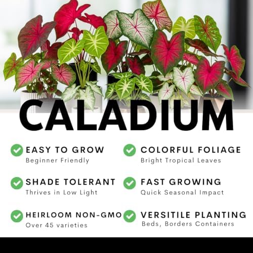 Pink Princess Caladium Bulbs for Planting - Beautiful Spotted Leafs Stand Out - Perennial Hosta, Elephant Ears, Fancy (2 Bulbs) - Image 6