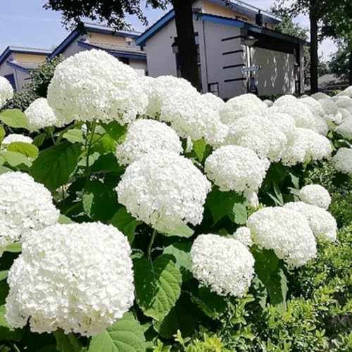 Rare Assorted Random Hydrangea Bush Live Plant, Hardy Shrub, 5-9 Inch Tall - Image 2