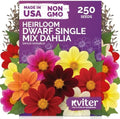 250 Dwarf Single Mix Dahlia Heirloom Flower Seeds, Dahlia Variabilis by KVITER