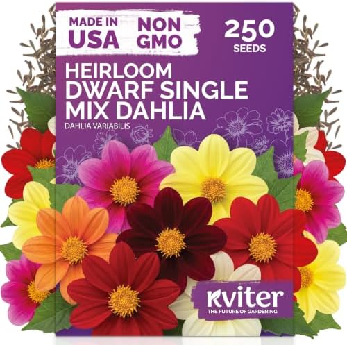 250 Dwarf Single Mix Dahlia Heirloom Flower Seeds, Dahlia Variabilis by KVITER