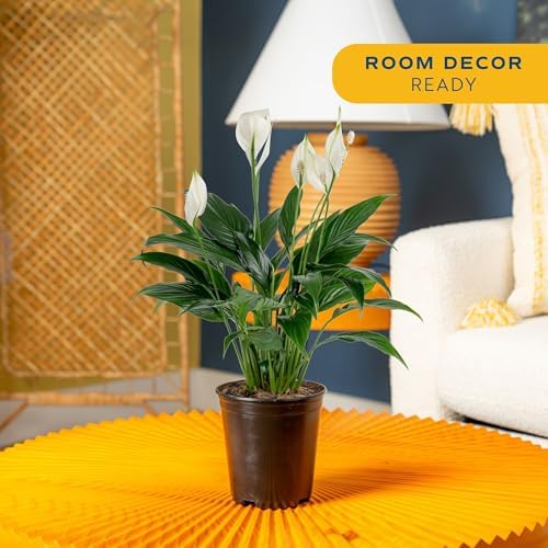 Costa Farms Peace Lily, Live Indoor Plant with Flowers, Air Purifying Houseplant in Nursery Planter Pot, Potting Soil, Thinking of You Gift, Plants Room Decor, 1 Foot Tall - Image 2