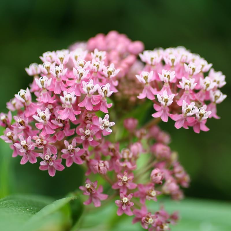 2 Pink Milkweed Live Plants, Flower Plant, 4-7 Inch Tall - Image 7