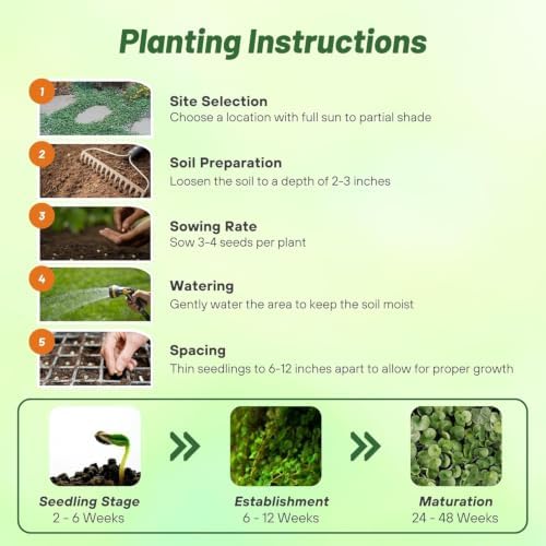 Outsidepride Perennial Dichondra Emerald Falls Seed - 15 Pcs Drought & Heat Tolerant, Low-Growing, Ground Cover Seeds for Planting Lush Green Ground Cover for Gardens, Pathways & Container Planting - Image 4