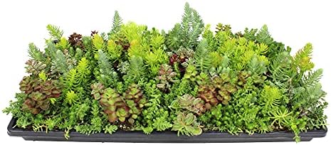 10 in. x 20 in. Sedum Groundcover Mat, Non-toxic Hardy Stonecrop for Landscaping, Live Succulents, Pet Friendly Plants for Cats & Dogs, Drought Resilient, Easy Care by PlantsforPets