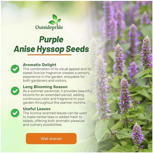Outsidepride Purple Anise Hyssop Seeds for Planting - 5000 Pcs Perennial Herb Garden Seeds with Fragrant Blooms Attractive to Pollinators, for Small Gardens, Containers, & Xeriscaping - Image 3