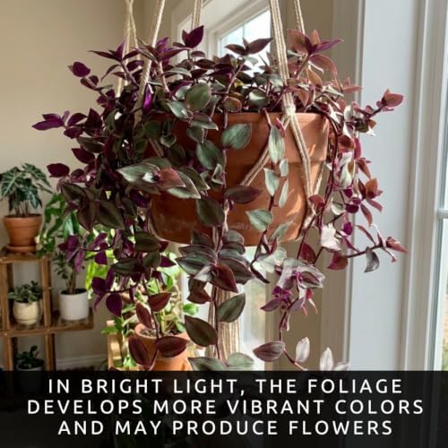 5 Dragon Tail Tradescantia Live Plant Cuttings, Indoor Wandering Jew - Image 6