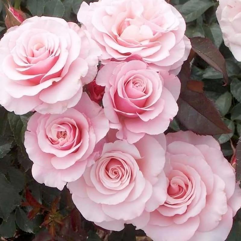 Pink Climbing Roses Live Plants, Fragrant Starter 5-9" Tall - Image 6