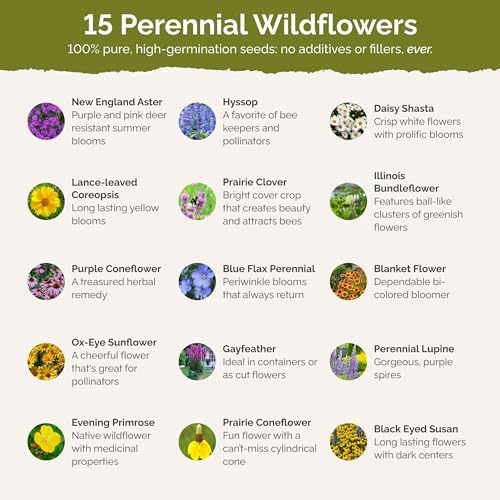 Eden Brothers Midwest All Perennial Wildflower Mixed Seeds, 1/4 lb - Image 3