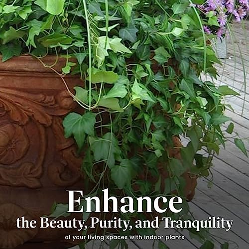 American Plant Exchange English Ivy 'Needlepoint' – 6-Inch Pot, Live Trailing Vine, Low-Maintenance Air-Purifying Houseplant for Hanging Baskets, Shelves & Indoor Home or Office Décor - Image 5