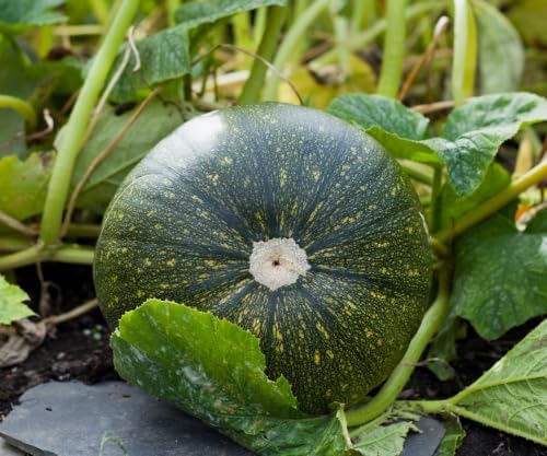 50+ Burgess Buttercup Squash Seeds for Planting - Heirloom Non GMO - Image 5
