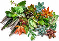 Assorted Live Succulent Cuttings, No 2 Succulents Alike, Great for Terrariums, Mini Gardens, and as Starter Plants. Live Succulents Plants for DIY Projects and Home Decor (20, Small) by FatPlantsSanDiego