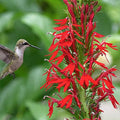 Cardinal Flower, a Great Live Pond Plant for Your Water Garden. Filters koi and Goldfish Ponds. Good for Bogs, Plant Shelf or Shallow Water This marginal Aquatic is a Real Beauty by Chalily