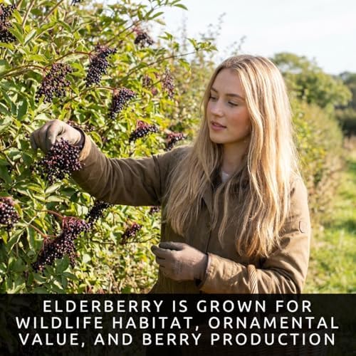 Black Elderberry Seeds for Planting Native Shrub 100 Premium Seeds - Image 3
