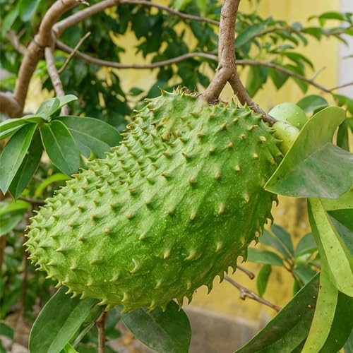 Mixed Fruits Seeds Pack for Planting, 430+pcs Grapes Apples Kiwis Jackfruit Mulberries Cherries Seeds, Non-GMO Heirloom Sweet Edible Juicy Fruits Flowers Plant in Your Home Garden - Image 2