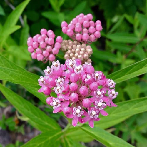 2 Pink Milkweed Live Plants 4-7 Inches, Asclepias Butterfly Milkweeds - Image 6