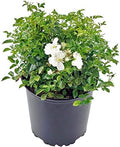 Flower Carpet Roses - Rosa White (Rose) Rose, double white flowers, #2 - Size Container by GreenPromiseFarms