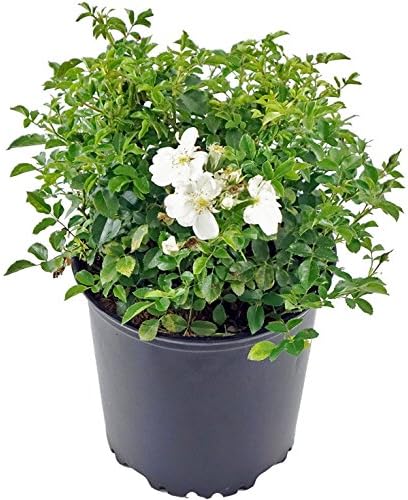 Flower Carpet Roses - Rosa White (Rose) Rose, double white flowers, #2 - Size Container by GreenPromiseFarms