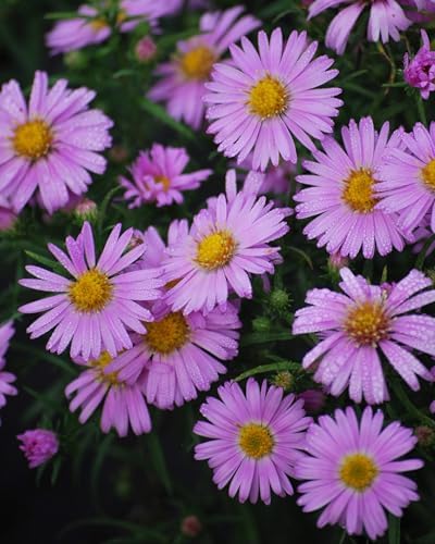 Perennial Farm Aster X 'Wood's Pink' – Live Dwarf Aster Perennial in #1 Container, Compact Habit with Rose-Pink Daisy-Like Blooms, Pollinator Friendly, Long Blooming, Great for Borders & Fall Gardens - Image 2