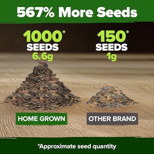 HOME GROWN Envy Zinnia Seeds, 1000 Seeds, Zinnia elegans - Image 3