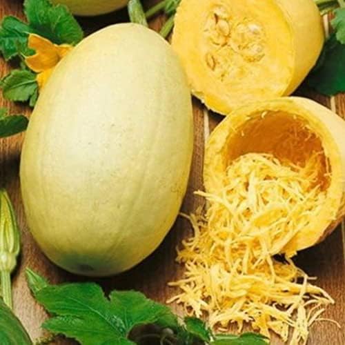Seeds Zucchini Spaghetti - Heirloom Vegetable - GMO Free by Unknown