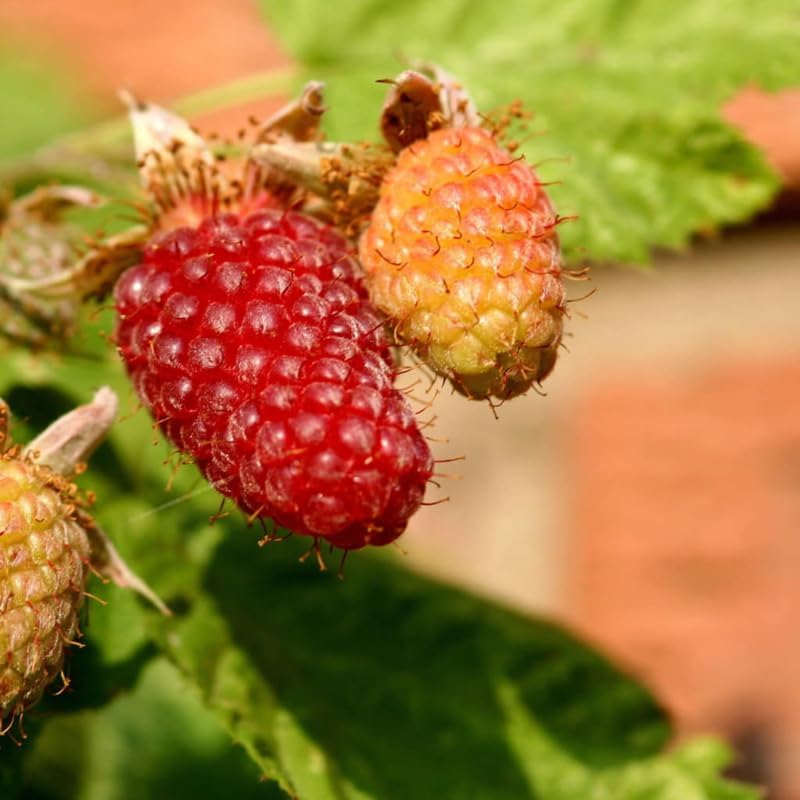 Thornless Loganberry Bush Live Plant, Berry Fruit Tree, 5-9 Inch Tall - Image 5