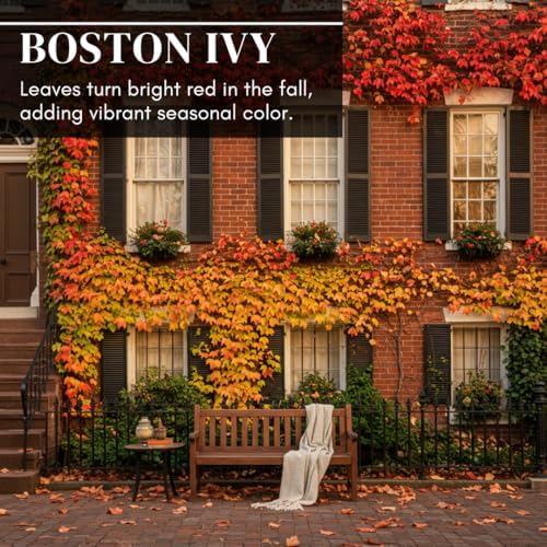 Boston Ivy Vine Seeds – 50 Easy-to-Grow Seeds for Lush Garden Coverage and Privacy - Decorative Climbing Vines for Gardens, Fences, Pergolas, and Walls - Image 2