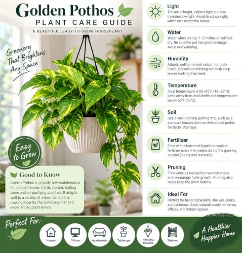 American Plant Exchange Marble Queen Pothos – Live 8-Inch Hanging Basket, Easy-Care Air Purifying Trailing Vine, Fast-Growing Houseplant for Hanging Planters, Shelves & Indoor Home or Office Décor - Image 4