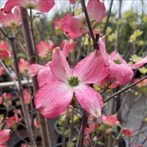Pink Dogwood Tree Live Plant, Ornamental Tree, 6-12 Inch Tall, Quart Pot - Image 4