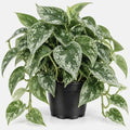 Silver Pothos Live Plant, Trailing Vine Plants, 4-6 Inches Tall by Unknown