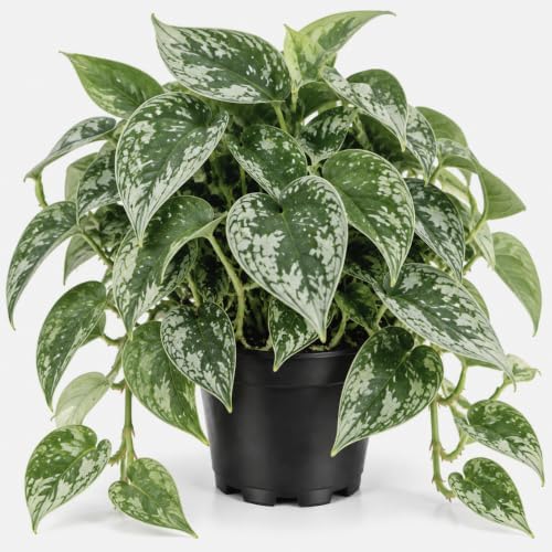 Silver Pothos Live Plant, Trailing Vine Plants, 4-6 Inches Tall by Unknown