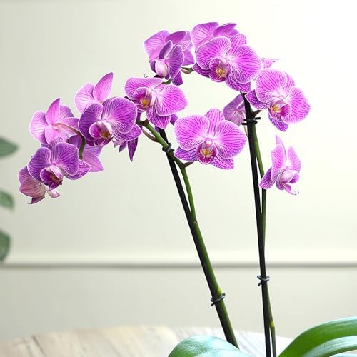 Premium Purple Live Orchid Plant Blooming in 3.5" Blue & White Orchid Pot, Live Plants, Houseplant Gifts, Approx. 16" Tall, Pet Friendly Houseplants, Phalaenopsis Moth Flower by Plants for Pets - Image 7