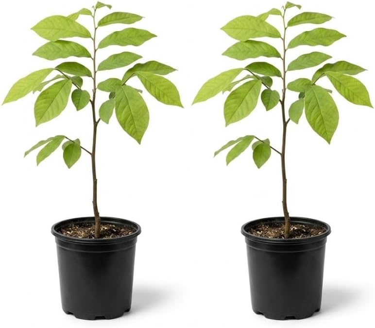 American Paw Paw Tree Live Plant Asimina Triloba Plant Sweet Pawpaw Hardy Banana Tree Ornamental Fruit, 2-3 Ft Tall Gallon Pot, 1-2 Year Old Plant - Image 2