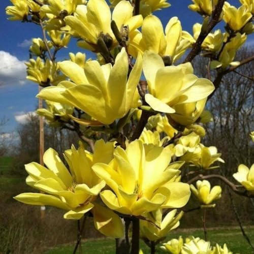 Yellow Bird Magnolia Live Plant, Flower Tree, 6-12 Inch Tall, 2.5 Inch Pot - Image 4