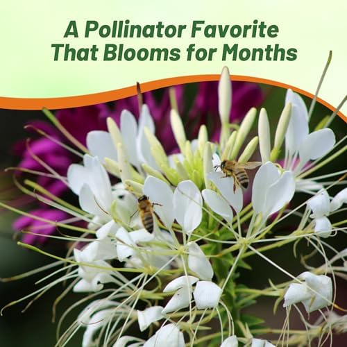 Outsidepride White Cleome Seeds - 1000 Pcs Annual Flower Seeds with Large, Airy, Spidery Blooms, Drought Tolerant Spider Plant for Xeriscaping, Flower Bed, Border, Pollinator, & Cut Flower Garden - Image 5