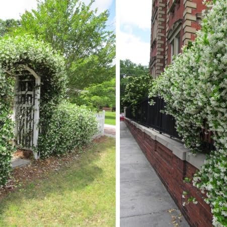 Daisy Ship Star Jasmine Fragrant Climber - 4 x 2 inch Cups - Image 3