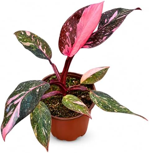 Philodendron Pink Princess Live Plant - Rare Variegated Indoor Houseplant by NYCitySucculents