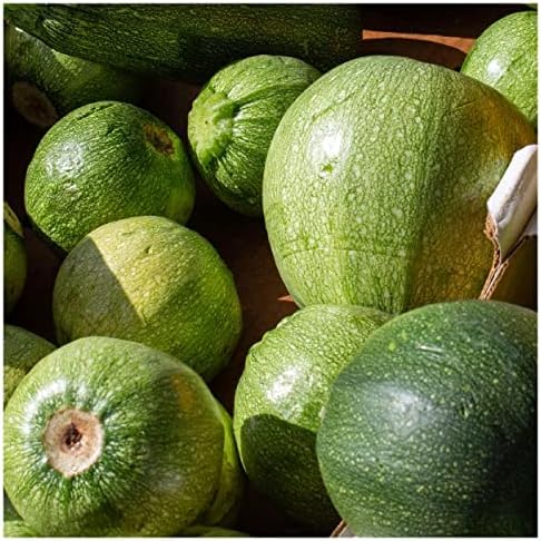 1 Oz Tatume Summer Squash Seeds - Gold Vault - Image 2