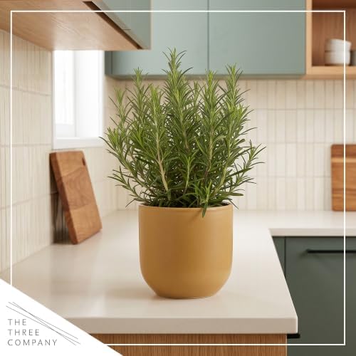 Herb - Rosemary (6 Pack), Live Edible Culinary Herb, Aromatic, Savory - Image 6