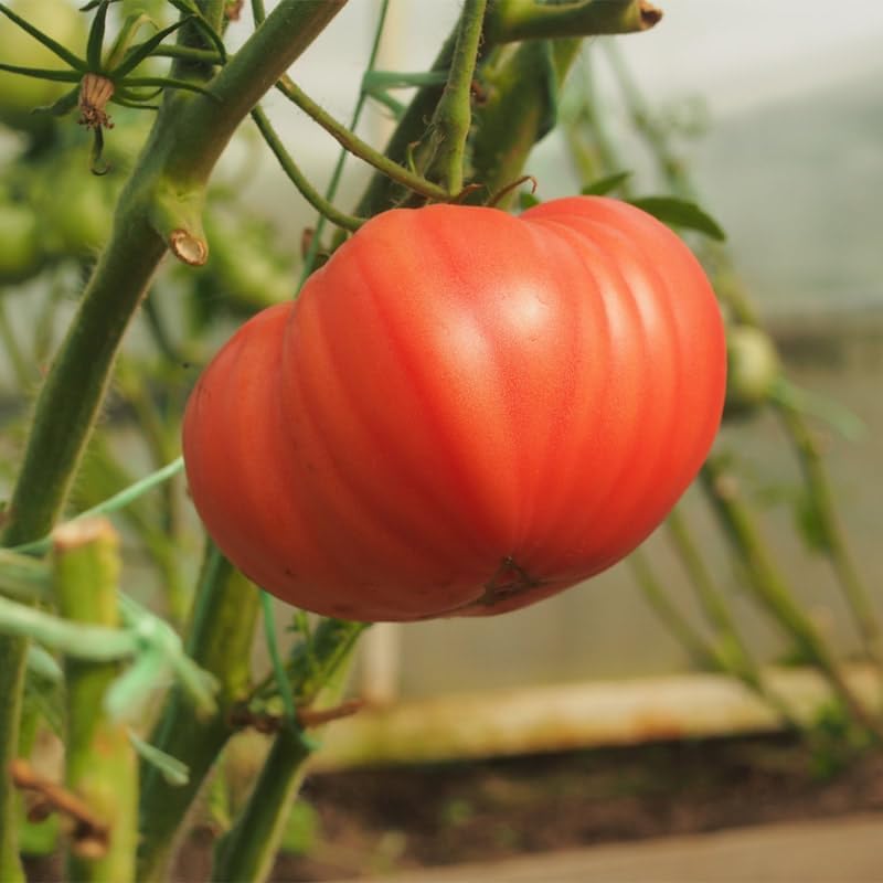 Pink Brandywine Tomato Seeds – 3,000 Bulk Seeds - Image 2