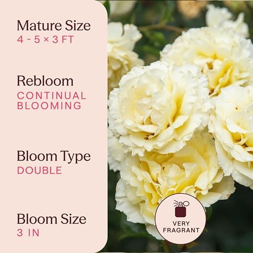 Heirloom Floribunda Roses, Live Own Root Plant, Irish Hope™ - Image 6