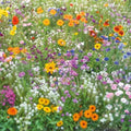 Eden Brothers Flowery Fields Forever Flower Mixed Seeds for Planting, 1/4 lb, 120,000+ Seeds with Cornflower, Candytuft | Attracts Pollinators, Plant in Spring or Fall, Zones 3, 4, 5, 6, 7, 8, 9, 10 by EdenBrothers