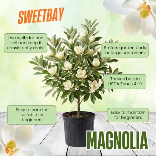 Sweetbay Magnolia Live Plant, Ornamental Tree, 6-12 Inch Tall, 2.5 Inch Pot - Image 5