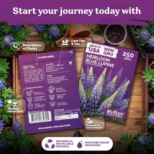 250 Blue Lupine Heirloom Flower Seeds for Planting, Lupinus Perennis - Image 2