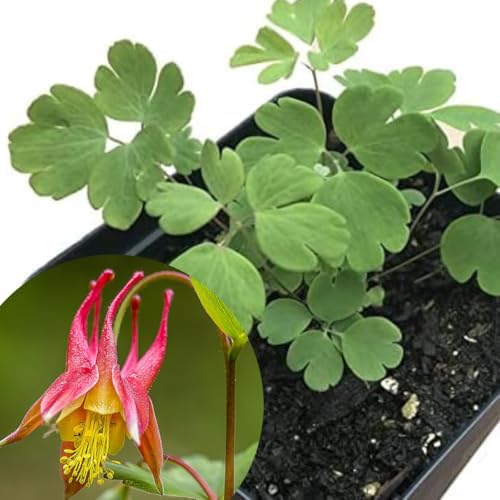 Organic Eastern Red Columbine Plant (Aquilegia Canadensis L) 2.5 inch Pot - Native Plant, Pollinator Garden Plant, Perennial Plant by SmokeCampCrafts