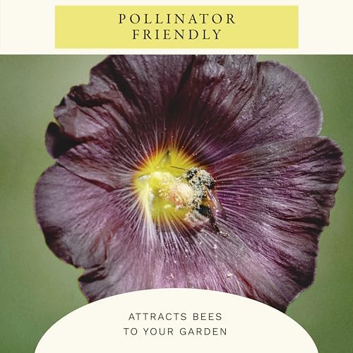 Sereniseed Nigra Hollyhock Seeds (1 oz) - Image 6