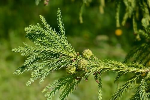 30 Japanese Red Cedar Bonsai Tree Seeds for Planting - Cryptomeria Japonica - Image 2