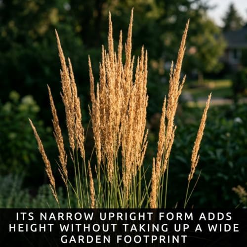Karl Foerster Feather Reed Grass Calamagrostis Live Starter Plugs, 3 Pack - Image 7