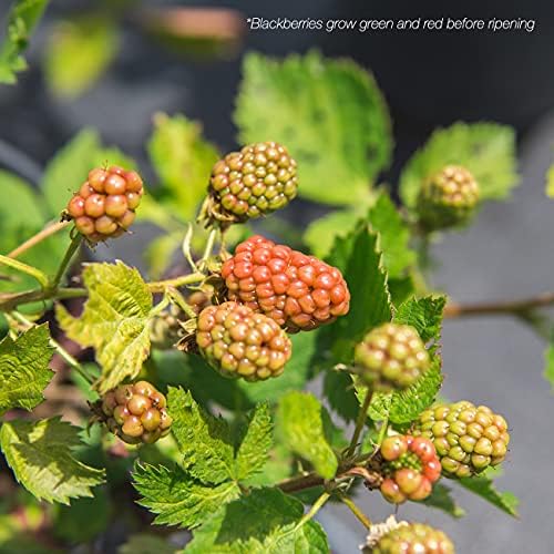 PERFECT PLANTS Perfect Plants Arapaho BlackBerry Bush 3 Gallon | Live Fruit Trees for Outdoor Planting | Self Fertile Blackberries & Thornless for Easy Picking | Sweet & Healthy Black Berries - Image 4